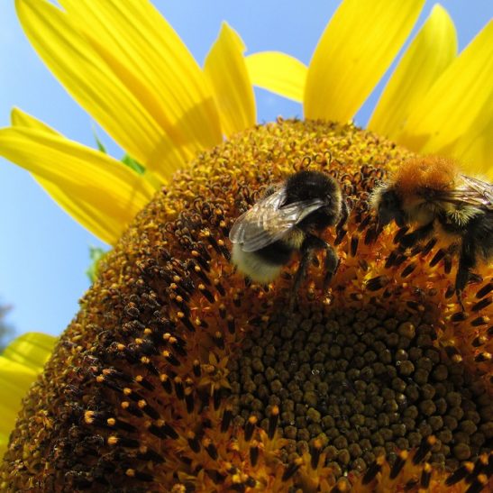 SOS aus dem Reich der Insekten
