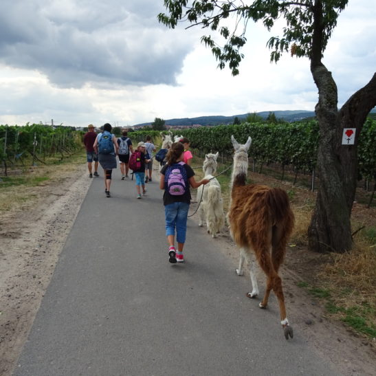 Lama Trekking