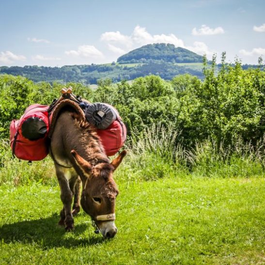 Esel-Trekking