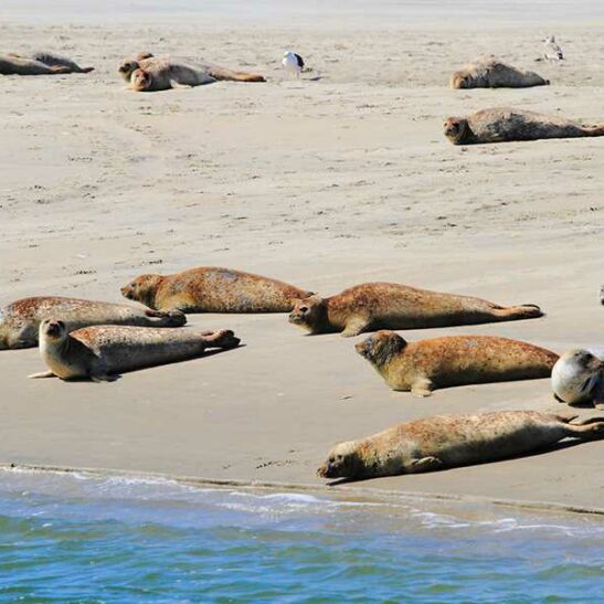 AUSGEBUCHT - Jugendfreizeit auf Ameland – Bild 5