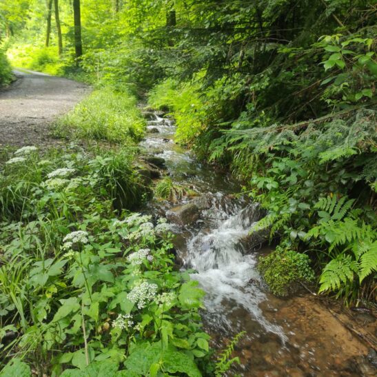 Pfingstfreizeit im Odenwald – Bild 2
