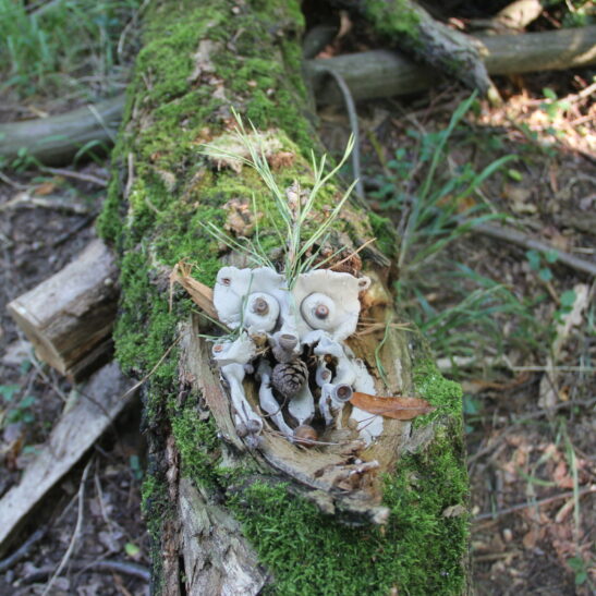 Geheimnisse des Waldes – Bild 5