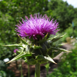 MAGISCHE SOMMERTAGE - DISTEL, DILL UND DONNERWURZ