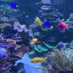 WUNDER-WASSERWELTEN - LUKEN DICHT UND ABGETAUCHT!