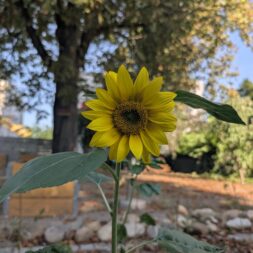 Agenda Aktion: Frühling im Garten des Gesundheitscafés Schönau