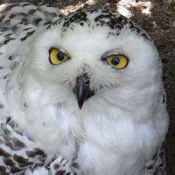Ein magisches Abenteuer – Willkommen in der Welt fantastischer Tiere und Pflanzen